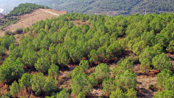 Osmangazi’de ‘Yeşil’ Dönüşüm